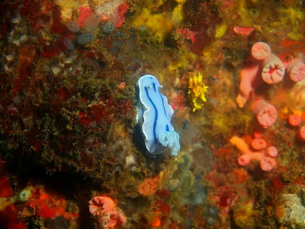 Verdadera babosa marina, Filipinas, Isla Luzón, Anilo — Foto de Stock