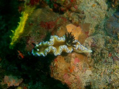 Gerçek deniz yaratığı, Filipinler, Luzon Adası, Anilo