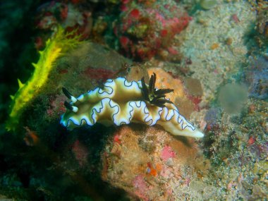 Gerçek deniz yaratığı, Filipinler, Luzon Adası, Anilo