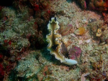 Gerçek deniz yaratığı, Filipinler, Luzon Adası, Anilo