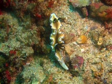 Gerçek deniz yaratığı, Filipinler, Luzon Adası, Anilo
