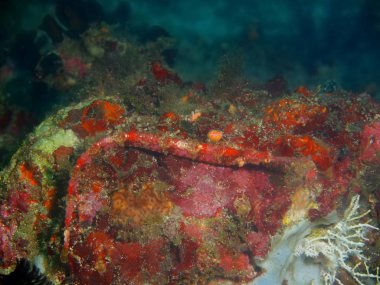 Pipefish Filipinler, Luzon Adası, Anilo