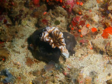 Gerçek deniz yaratığı, Filipinler, Luzon Adası, Anilo