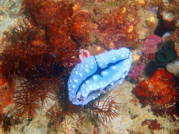 Benar laut siput, Filipina, Luzon Island, Anilo — Stok Foto