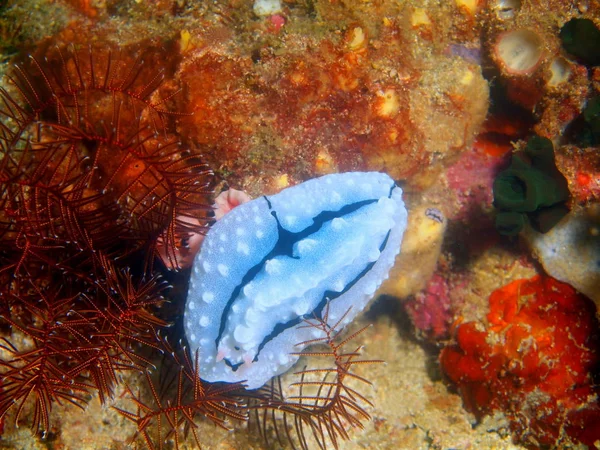 Véritable limace de mer, Philippines, île de Luçon, Anilo — Photo