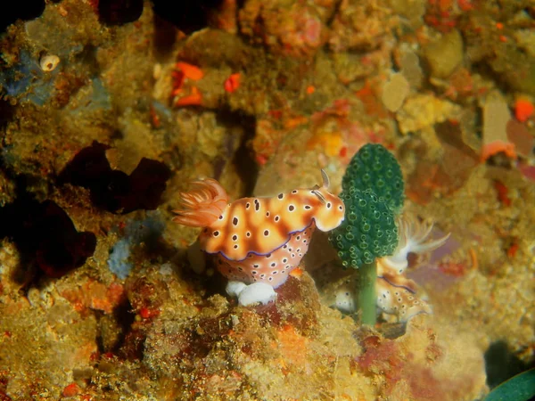 菲律宾吕宋岛 阿尼洛 真正的海蛞蝓惊人的和神秘的海底世界 — 图库照片