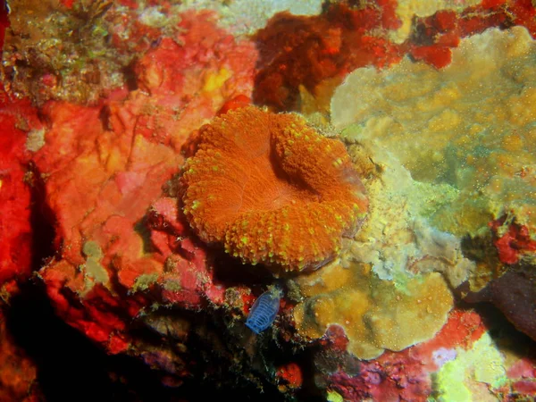 Filipinler Luzon Adası Anilo Taş Mercan Muhteşem Gizemli Sualtı Dünyası — Stok fotoğraf
