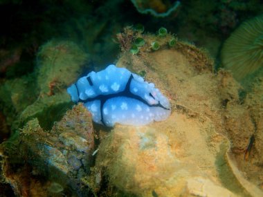 Filipinler, Luzon Adası, Anilo, gerçek deniz yaratığı muhteşem ve gizemli sualtı dünyası