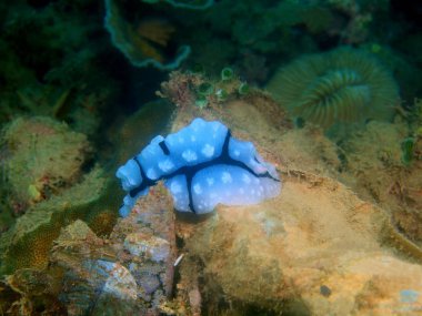 Filipinler, Luzon Adası, Anilo, gerçek deniz yaratığı muhteşem ve gizemli sualtı dünyası