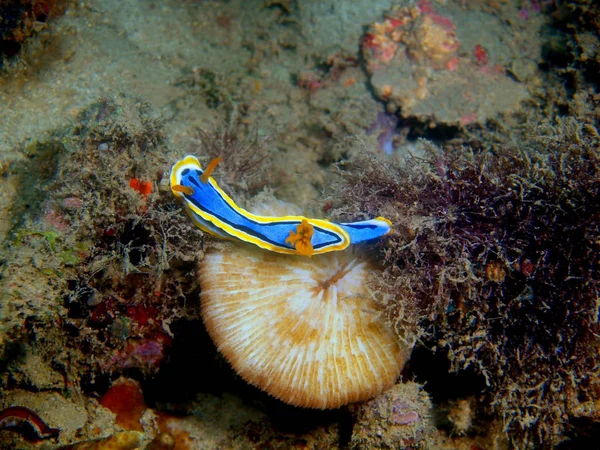 Дивовижний Загадковий Світ Підводних Філіппіни Острова Лусон Anilo Правда Море — стокове фото