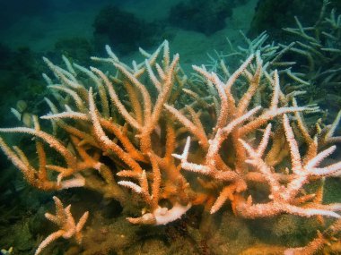 Filipinler, Luzon Adası, Anilo, taş mercan muhteşem ve gizemli sualtı dünyası