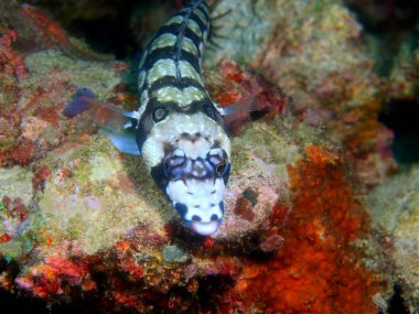 Muhteşem ve gizemli sualtı dünyasını Filipinler, Luzon Adası, Anilo mercan balık