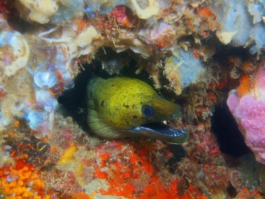 Filipinler, Luzon Adası, Anilo, moray yılan balığı muhteşem ve gizemli sualtı dünyası