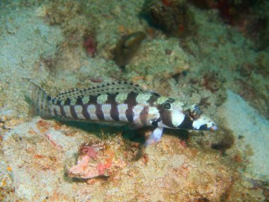 Muhteşem ve gizemli sualtı dünyasını Filipinler, Luzon Adası, Anilo mercan balık