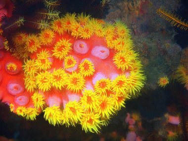 Filipinler, Luzon Adası, Anilo, taş mercan muhteşem ve gizemli sualtı dünyası