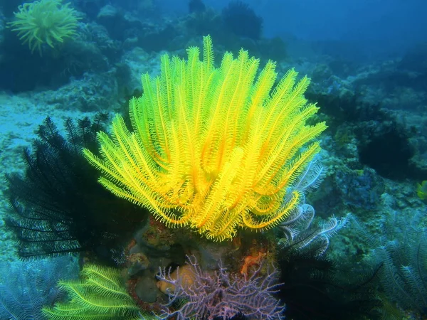 Filipinler, Luzon Adası, Anilo, Dijana muhteşem ve gizemli sualtı dünyası