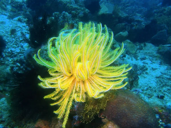 菲律宾吕宋岛 阿尼洛 海百合神奇和神秘的海底世界 — 图库照片