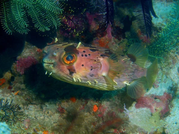 Amazing Mysterious Underwater World Philippines Luzon Island Anilo Percupinefish — Stock Photo, Image