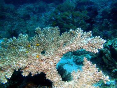 Filipinler, Luzon Adası, Anilo, taş mercan muhteşem ve gizemli sualtı dünyası