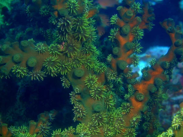 Дивовижний Загадковий Світ Підводних Філіппіни Острова Лусон Anilo Кам Яна — стокове фото