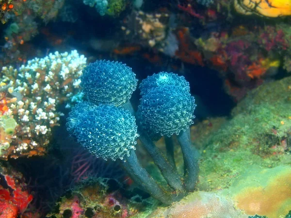 The amazing and mysterious underwater world of the Philippines, Luzon Island, Anilo, sea squirt