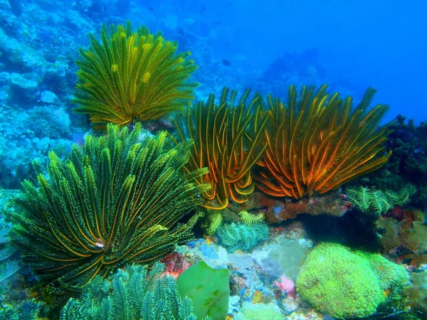 Incredibile Misterioso Mondo Sottomarino Delle Filippine Isola Luzon Anilo Crinoide — Foto Stock