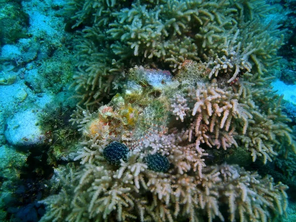 フィリピン ルソン島 Anilo オニカサゴの驚くべき 神秘的な水中世界 — ストック写真