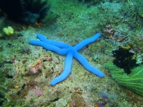 Increíble Misterioso Mundo Submarino Filipinas Isla Luzón Anilo Estrellas Mar —  Fotos de Stock