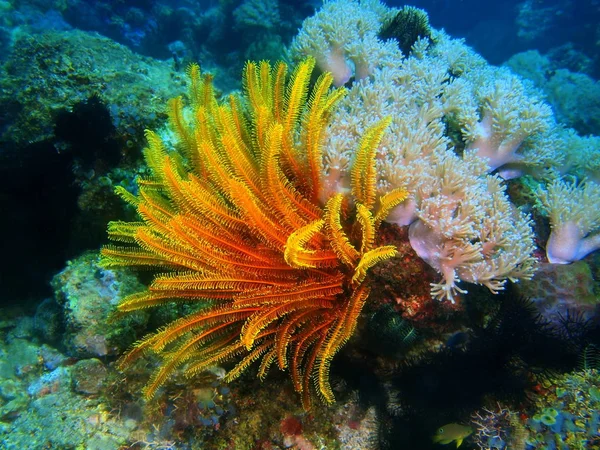 Amazing Mysterious Underwater World Philippines Luzon Island Anilo Crinoid — Stock Photo, Image