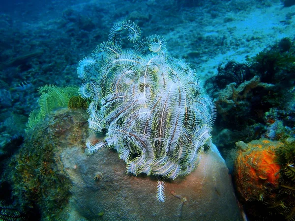 Amazing Mysterious Underwater World Philippines Luzon Island Anilo Crinoid — Stock Photo, Image
