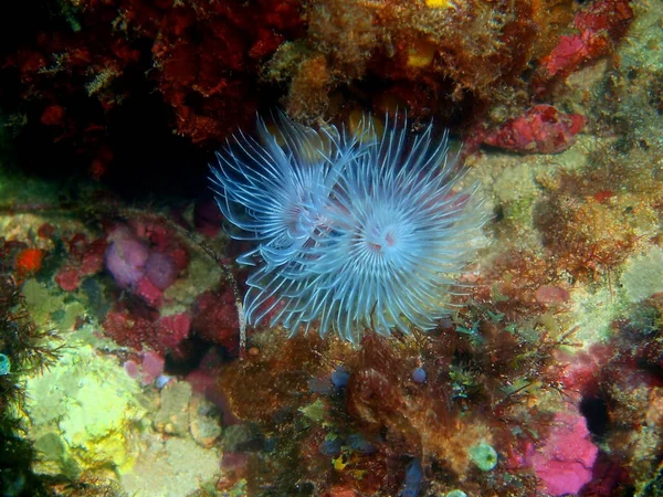 フィリピン ルソン島 Anilo チューブワームの驚くべき 神秘的な水中世界 — ストック写真