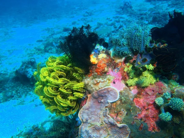 Asombroso Misterioso Mundo Submarino Filipinas Isla Luzón Anilo Crinoide —  Fotos de Stock