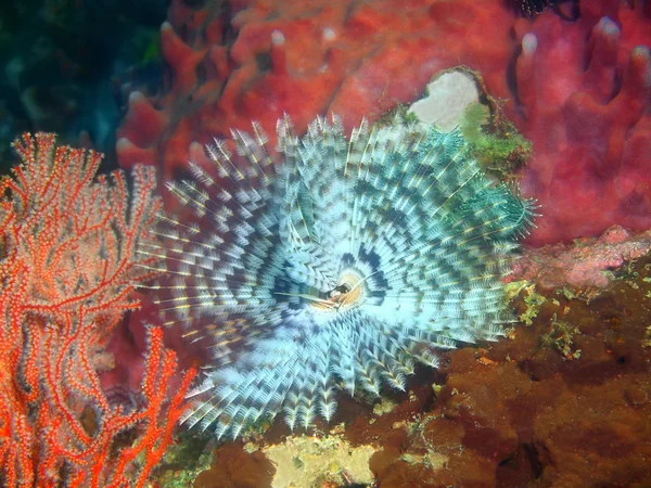 Úžasné Tajemného Podmořského Světa Filipíny Ostrov Luzon Anilo Květinového Červa — Stock fotografie