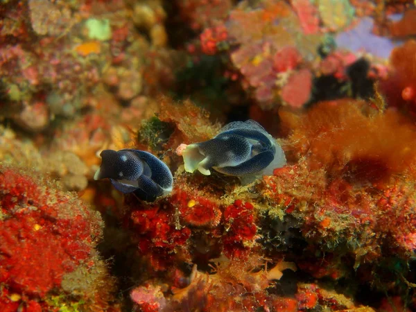 Incrível Misterioso Mundo Subaquático Das Filipinas Ilha Luzon Anilo Lesma — Fotografia de Stock