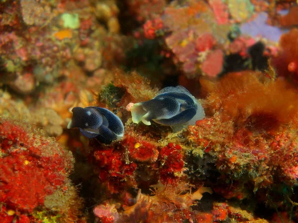 Increíble Misterioso Mundo Submarino Filipinas Isla Luzón Anilo Verdadera Babosa — Foto de Stock