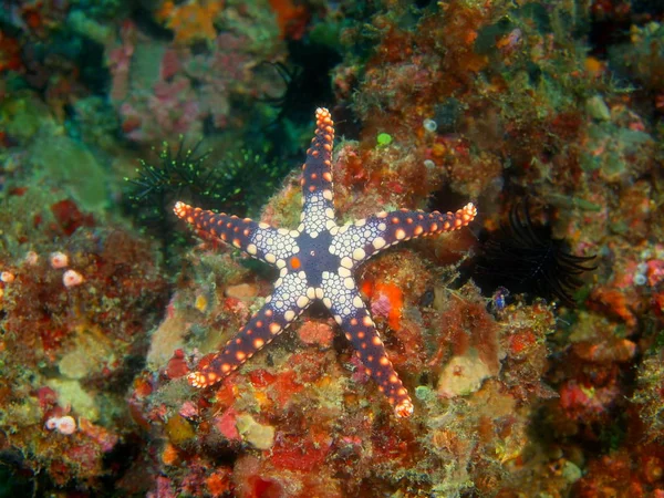 Increíble Misterioso Mundo Submarino Filipinas Isla Luzón Anilo Estrellas Mar —  Fotos de Stock