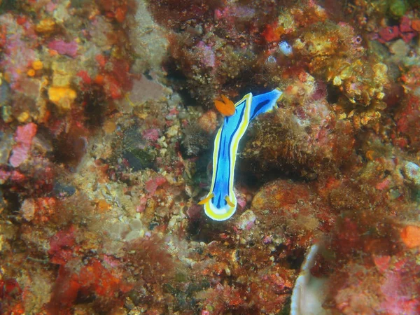フィリピン ルソン島 Anilo 真の海スラグの驚くべき 神秘的な水中世界 — ストック写真