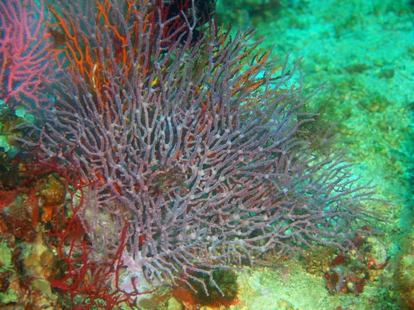 Asombroso Misterioso Mundo Submarino Filipinas Isla Luzón Anilo Coral Gorgoniano — Foto de Stock