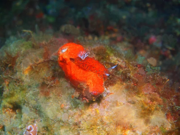 Increíble Misterioso Mundo Submarino Filipinas Isla Luzón Anilo Verdadera Babosa —  Fotos de Stock