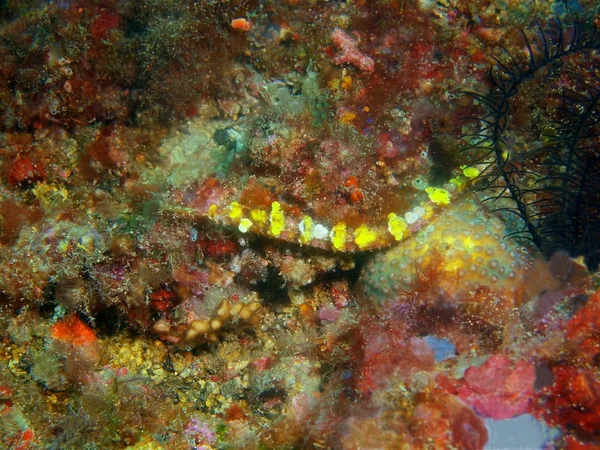 Amazing Mysterious Underwater World Philippines Luzon Island Anilo Stone Coral — Stock Photo, Image