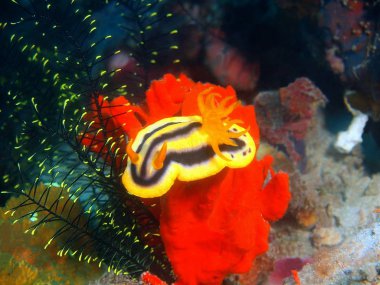 Filipinler, Luzon Adası, Anilo, gerçek deniz yaratığı muhteşem ve gizemli sualtı dünyası