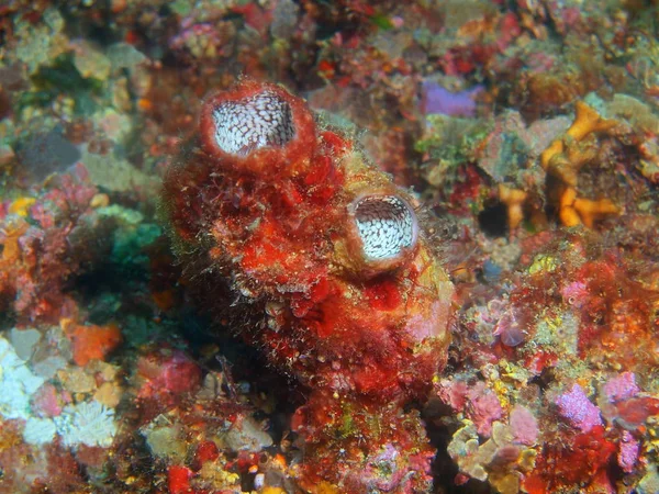 Amazing Mysterious Underwater World Philippines Luzon Island Anilo Sea Squirt — Stock Photo, Image