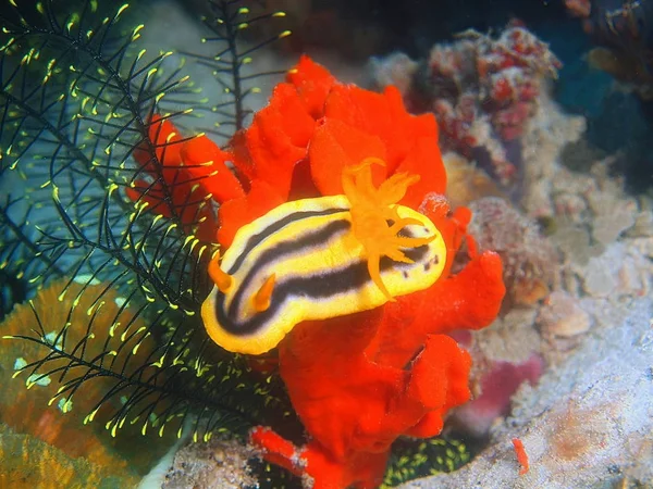 Amazing Mysterious Underwater World Philippines Luzon Island Anilo True Sea — Stock Photo, Image