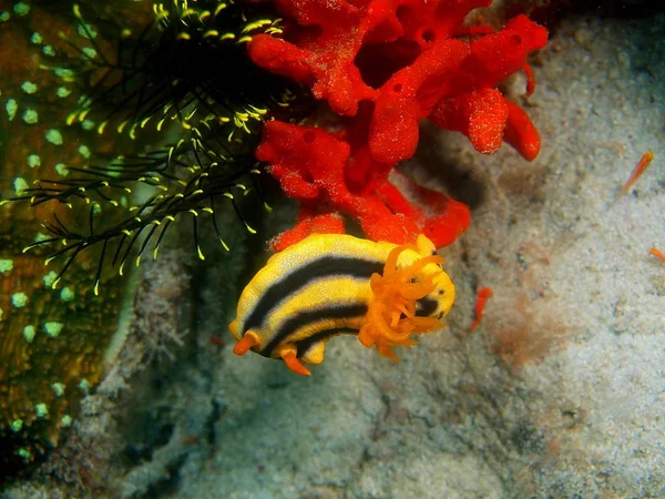 Amazing Mysterious Underwater World Philippines Luzon Island Anilo True Sea — Stock Photo, Image