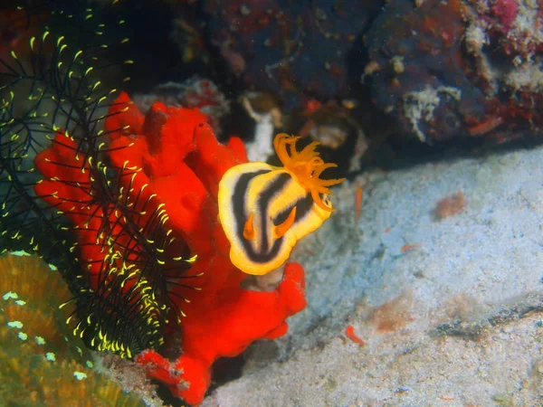Удивительный Загадочный Подводный Мир Филиппин Остров Лусон Аннаполис Настоящий Морской — стоковое фото