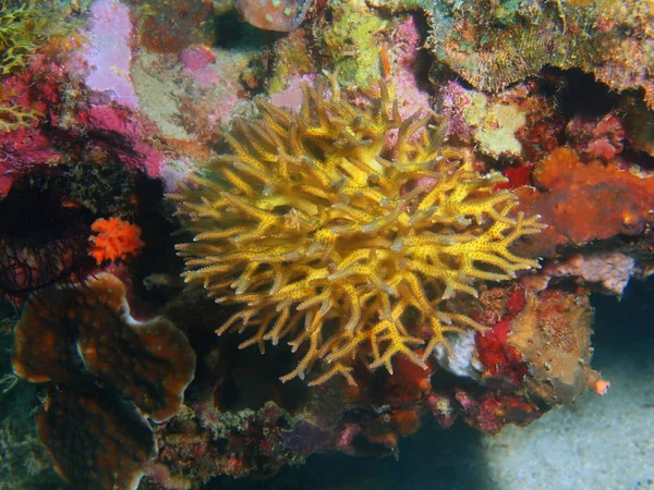 Amazing Mysterious Underwater World Philippines Luzon Island Anilo Stone Coral — Stock Photo, Image