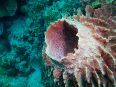 Filipinler, Luzon Adası, Anilo, demosponge muhteşem ve gizemli sualtı dünyası