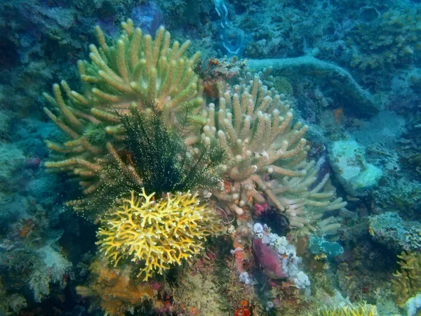 Fantastiska Och Mystiska Undervattensvärlden Den Filippinerna Luzon Island Anilo Sten — Stockfoto