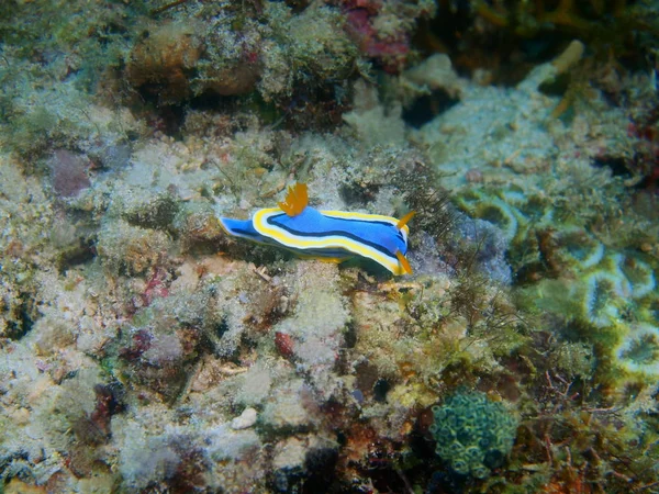 Increíble Misterioso Mundo Submarino Filipinas Isla Luzón Anilo Verdadera Babosa — Foto de Stock