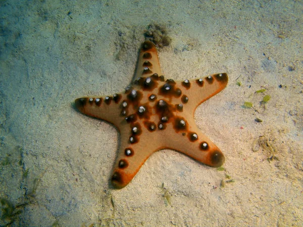 Amazing Mysterious Underwater World Philippines Luzon Island Anilo Starfish — Stock Photo, Image